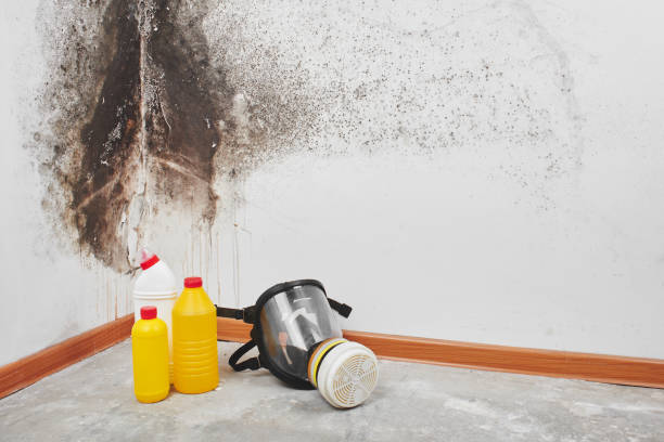 Pine Valley, CA Mold Remediation Company