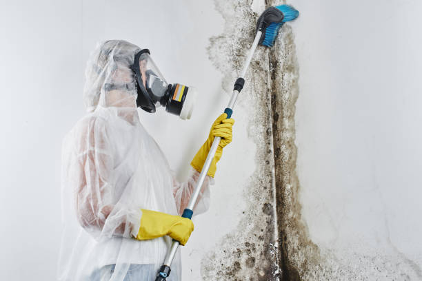 Best Post-Flood Mold Remediation in Pine Valley, CA
