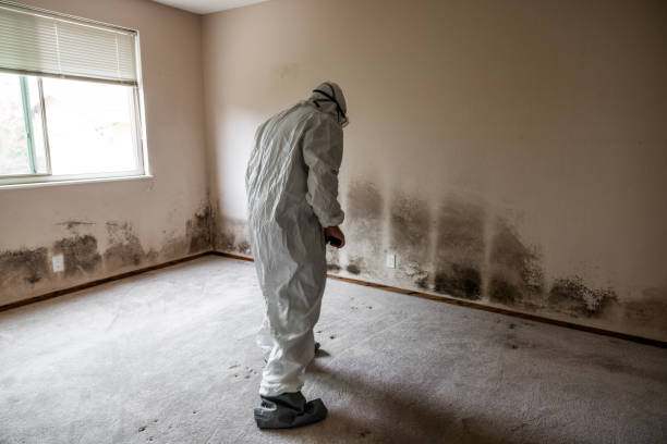 Best Mold Testing and Inspection Services in Pine Valley, CA
