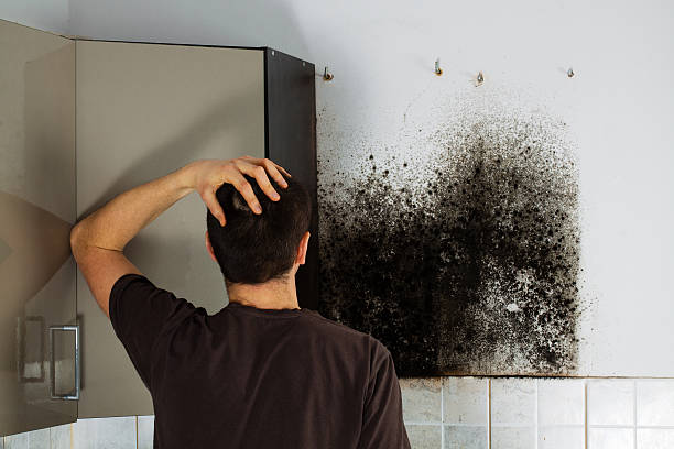 Best Industrial Mold Remediation in Pine Valley, CA